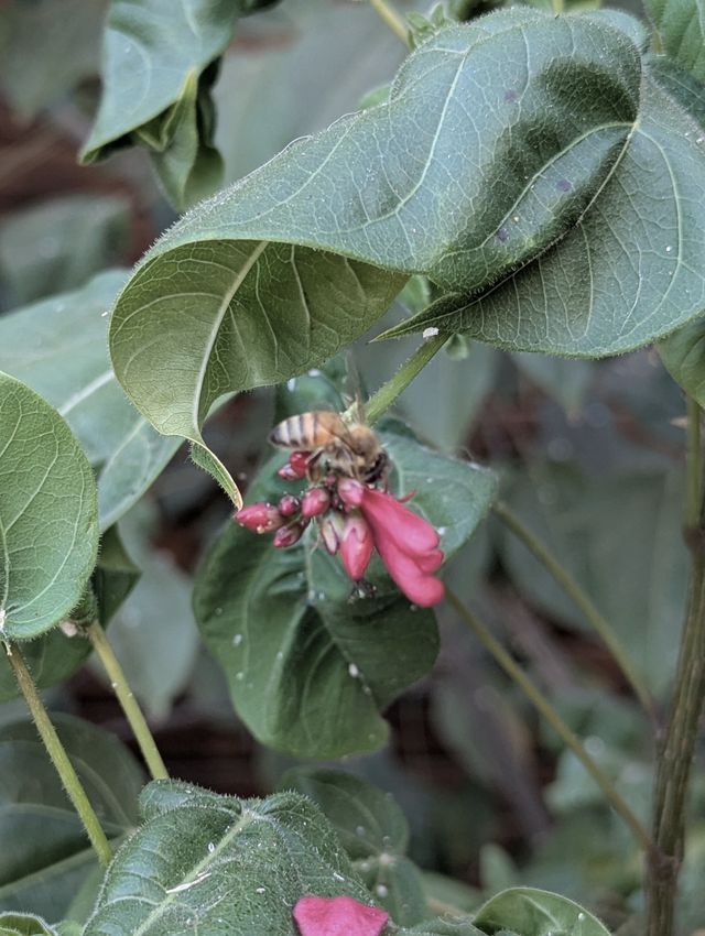 A honeybee gripping a cluster of small magenta flowers and buds, half-tucked beneath a broad green leaf.