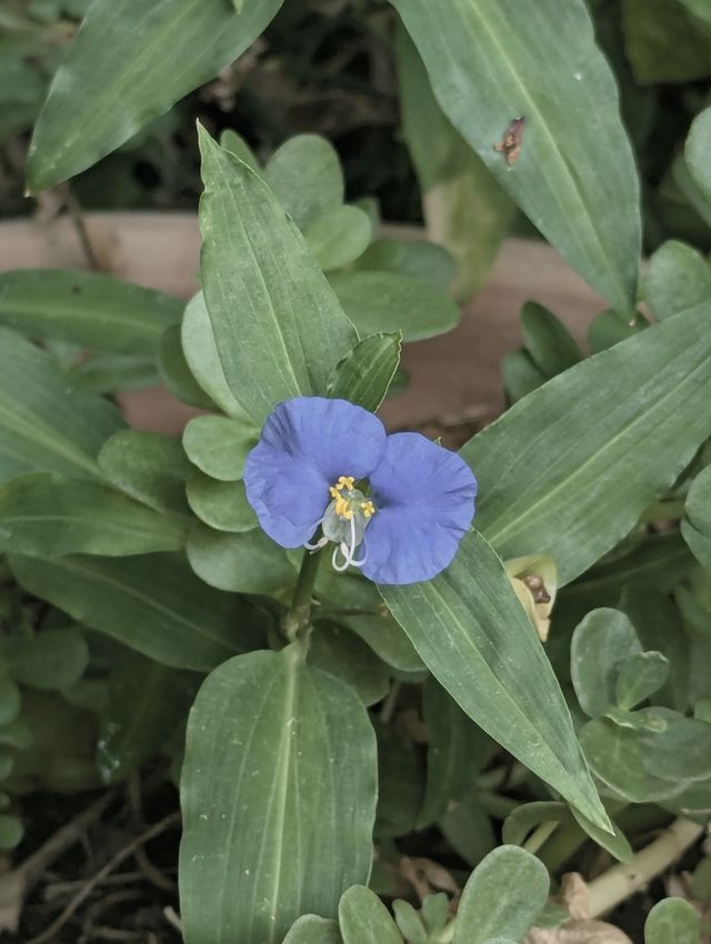 A single deep-blue dayflower, two round petals and yellow stamens, on a low green plant.