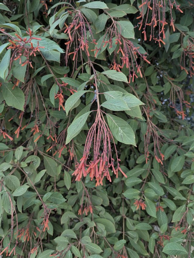 Sprays of slender scarlet-and-orange tubular flowers hanging over dense green leaves.