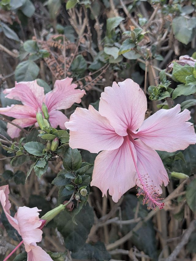 A pale pink hibiscus open in full face, veined deep rose to a crimson centre, a second bloom beside it against dark foliage.