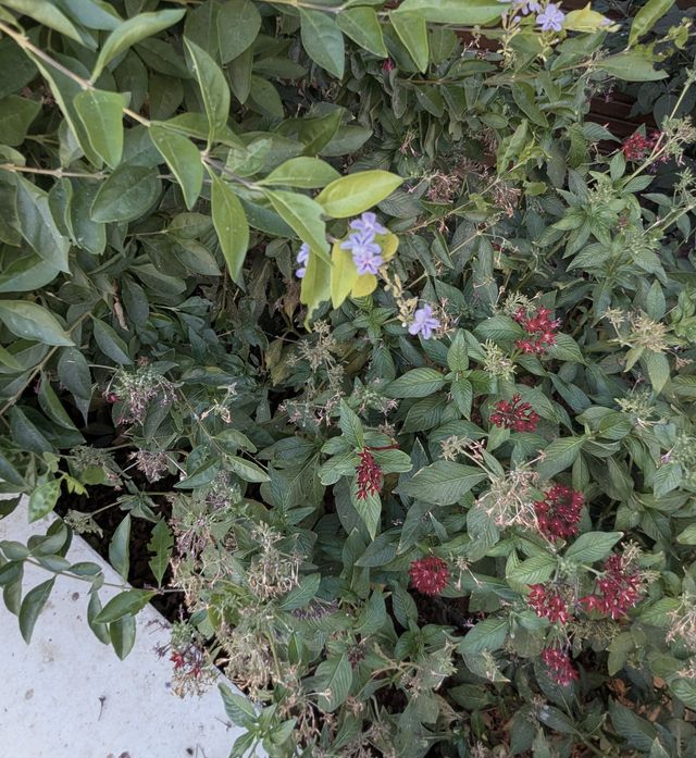 Pale lilac-blue plumbago and clusters of deep-red pentas among green foliage beside a pale concrete edge.