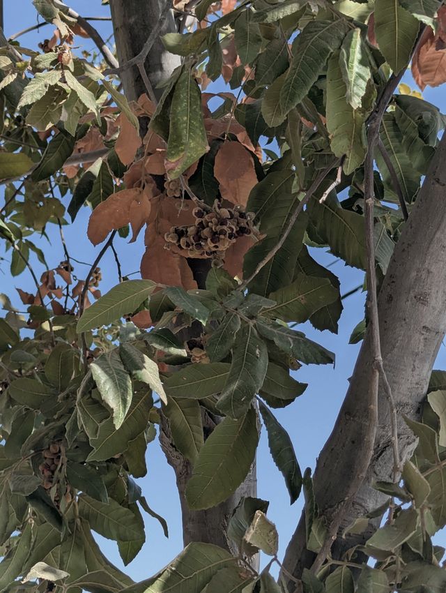 Looking up into a tree: green and rust-brown leaves and clusters of brown seeds against a bright blue sky.
